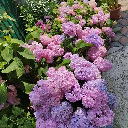 Sejmen Daire